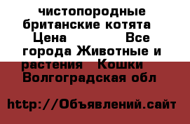 чистопородные британские котята › Цена ­ 10 000 - Все города Животные и растения » Кошки   . Волгоградская обл.